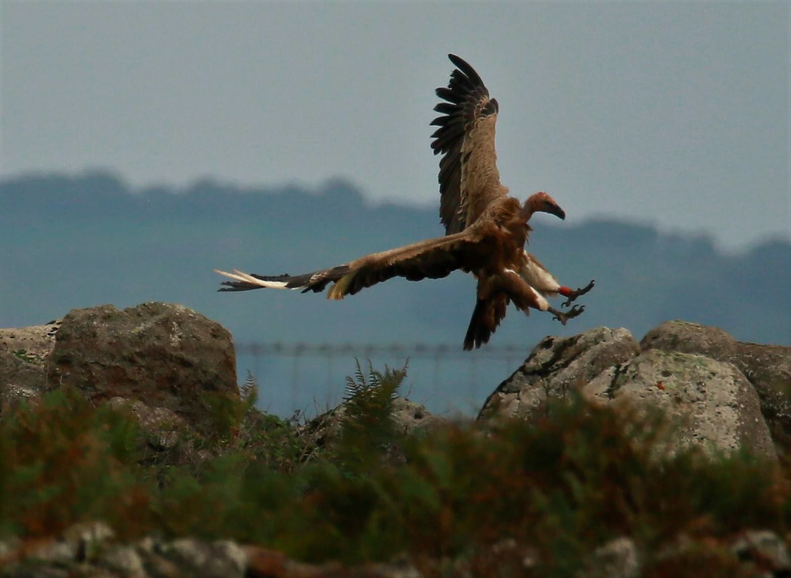 Porto Conte, dal parco l’sos per salvare i bellissimi grifoni sardi: 40 pulli in cova col ripopolamento