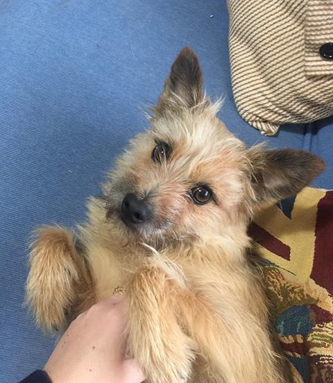 Argo si è perso a Capoterra, aiutiamolo a tornare a casa