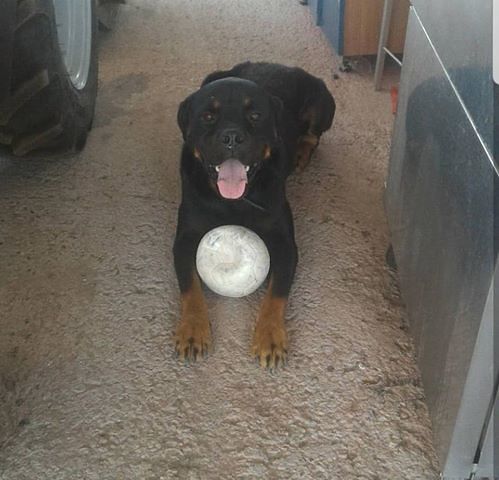 Damon è scappato di casa a Piscina Nuxedda: l’appello dei padroni