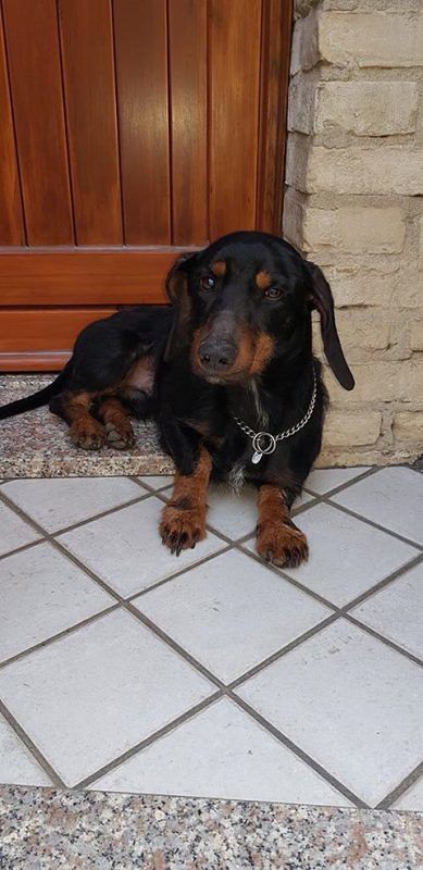 Ritrovato cagnolino ferito a Quartucciu: chi lo riconosce?