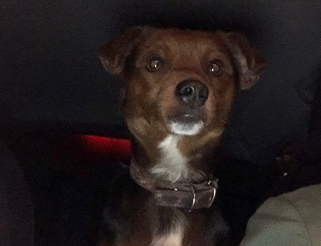 Cagliari, cagnolino smarrito in via Koch: chi lo riconosce?