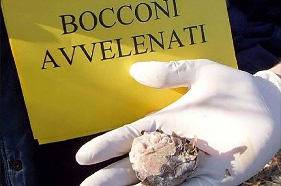 “Bocconi avvelenati” nelle strade, il dispetto per i cani a Tuili: scattano le verifiche
