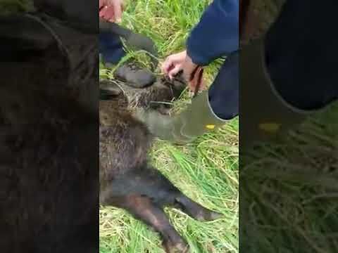 Cinghiale rischia di morire tra i lacci dei bracconieri, cacciatore sardo lo libera: “Siamo tutti cattivi, eh?”