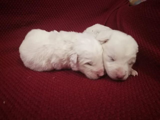 La follia di Narcao: cinque cagnetti uccisi a bastonate, due salvati per miracolo da un “eroico” cittadino