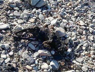 “Gattino bruciato in spiaggia a Sa Tiacca, sos a Quartu: un atto bestiale?”