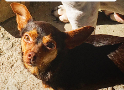 La cagnolina Nana è scomparsa da Assemini: chi l’ha vista?