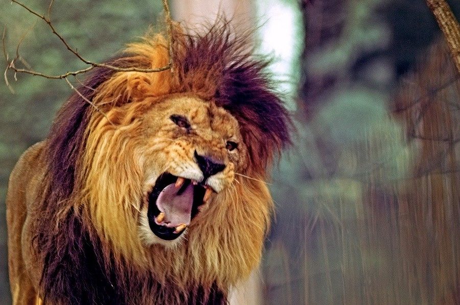 Sbranato da un leone in giardino: tragedia nella Repubblica Ceca