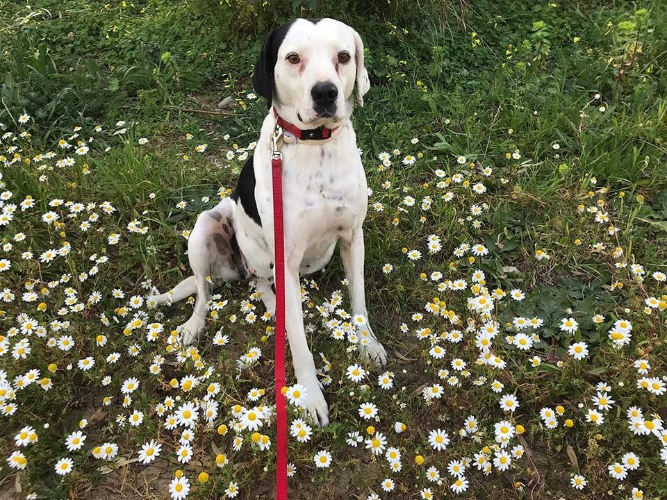 La dolcissima Maya si è smarrita in zona Amsicora a Cagliari: “Sta vagando nel traffico, salviamola!”