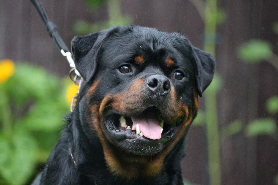 Ragazzina di 17 anni morsa dai suoi quattro rottweiler, è in gravi condizioni