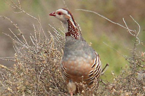 Caccia alla lepre e pernice sospesa, le Autogestite del Sulcis:  “La Regione faccia i censimenti”