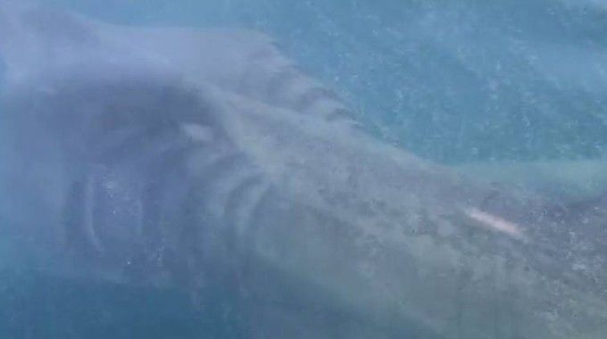Spunta uno squalo elefante nel mare italiano, avvistato a 10 miglia dalla riva