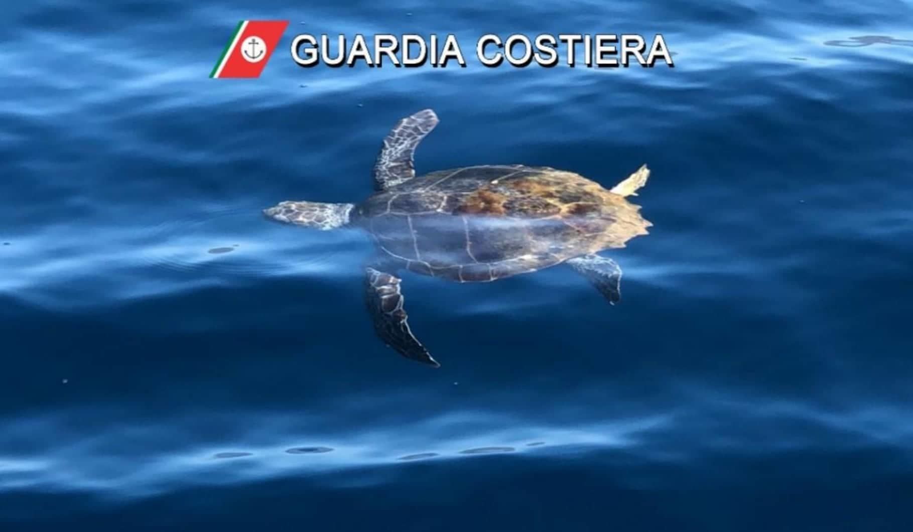 Torre delle Stelle, due bellissime tartarughe salvate dalla Guardia Costiera: “Avevano ingoiato plastica o ami”