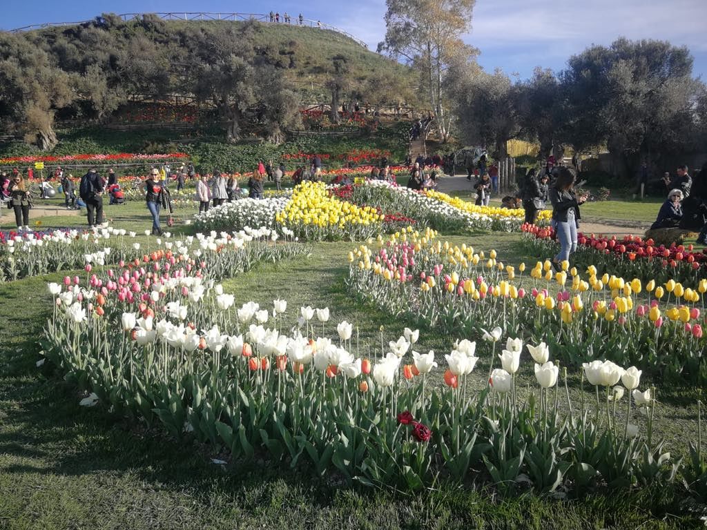 Tulipani, migliaia di visitatori a Turri: in una domenica da favola la Sardegna sembra l’Olanda