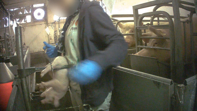 Indagine shock negli allevamenti italiani, maiali mutilati e gabbie anguste: al via campagna per chiedere di superare pratiche cruente