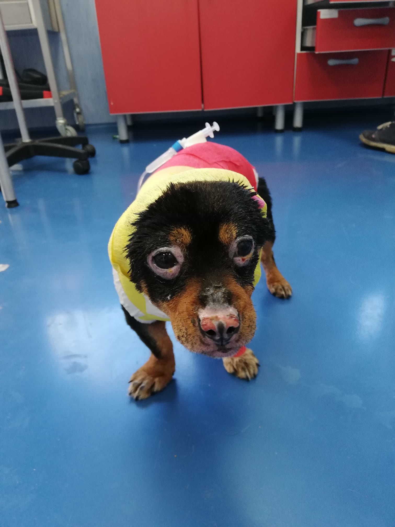 Fuego, il cagnolino seviziato col fuoco lentamente migliora: non ha perso la vista