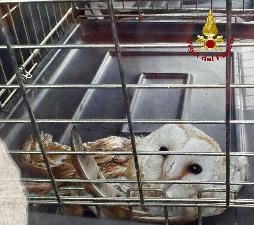 Cagliari, barbagianni ferito finisce nel canale: soccorso e salvato dai vigili del fuoco