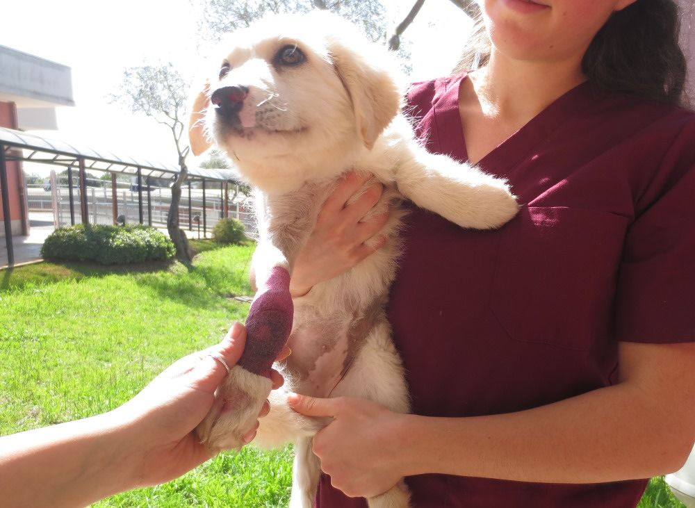 Prima, dolcissima meticcia di pochi mesi cerca casa: “È stata investita da un’auto ed è guarita, vive a Sassari”