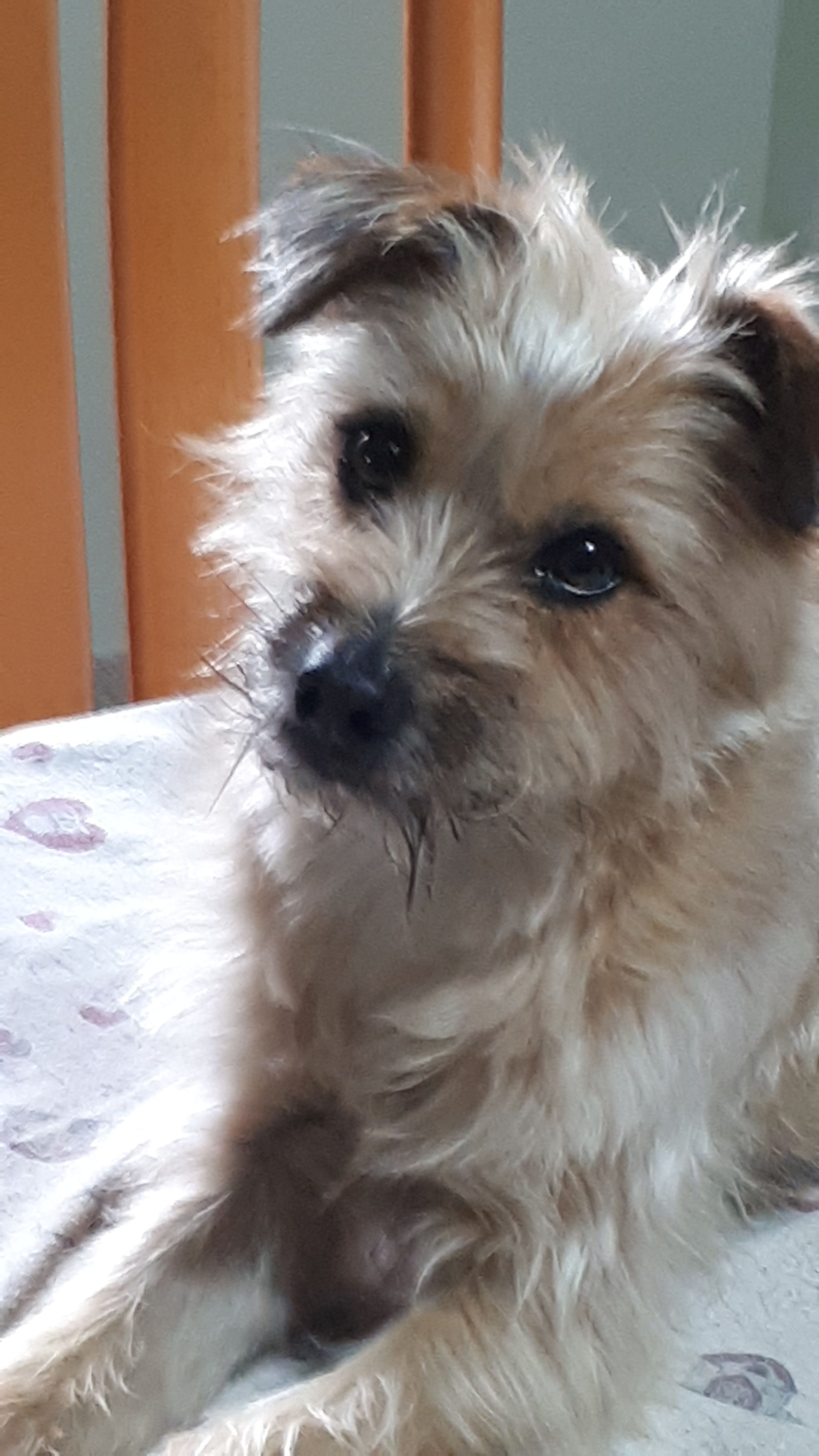 Scomparso a Capoterra, il padrone non si rassegna: “Offro ricompensa a chi mi riporta Argo”