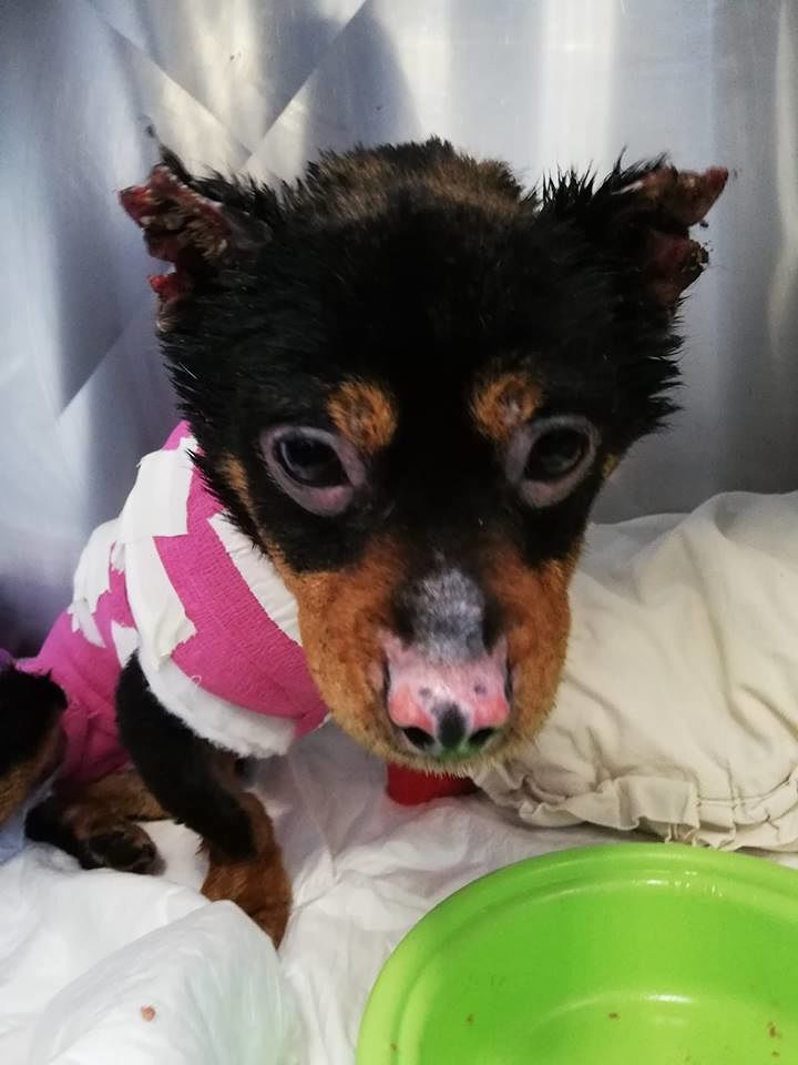 Il piccolo Fuego vivrà, la felicità dei veterinari di Sassari: “Diventerà un cagnolino sempre più carino”