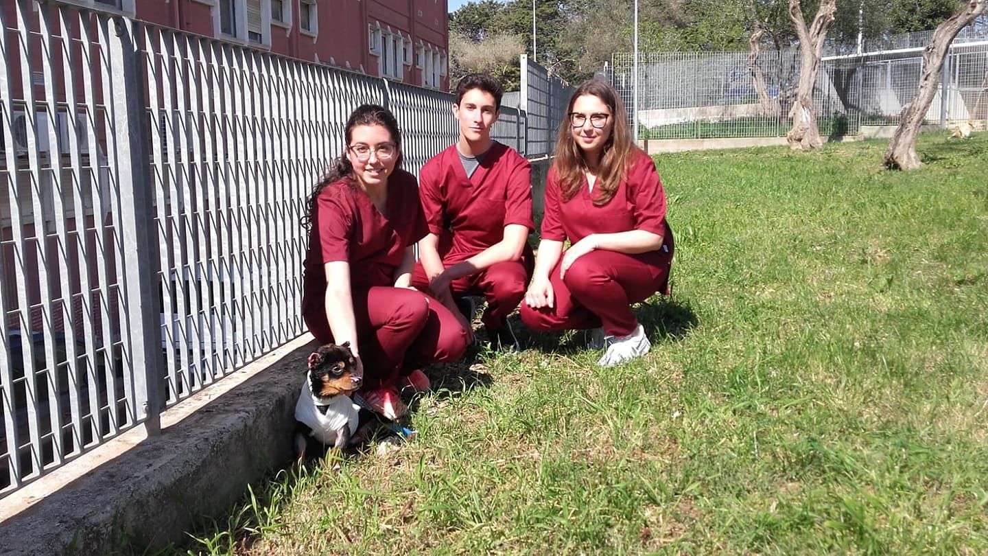 Fuego è salvo, il cane seviziato col fuoco a Sassari sorride nuovamente alla vita: “Tutti vogliono adottarlo”