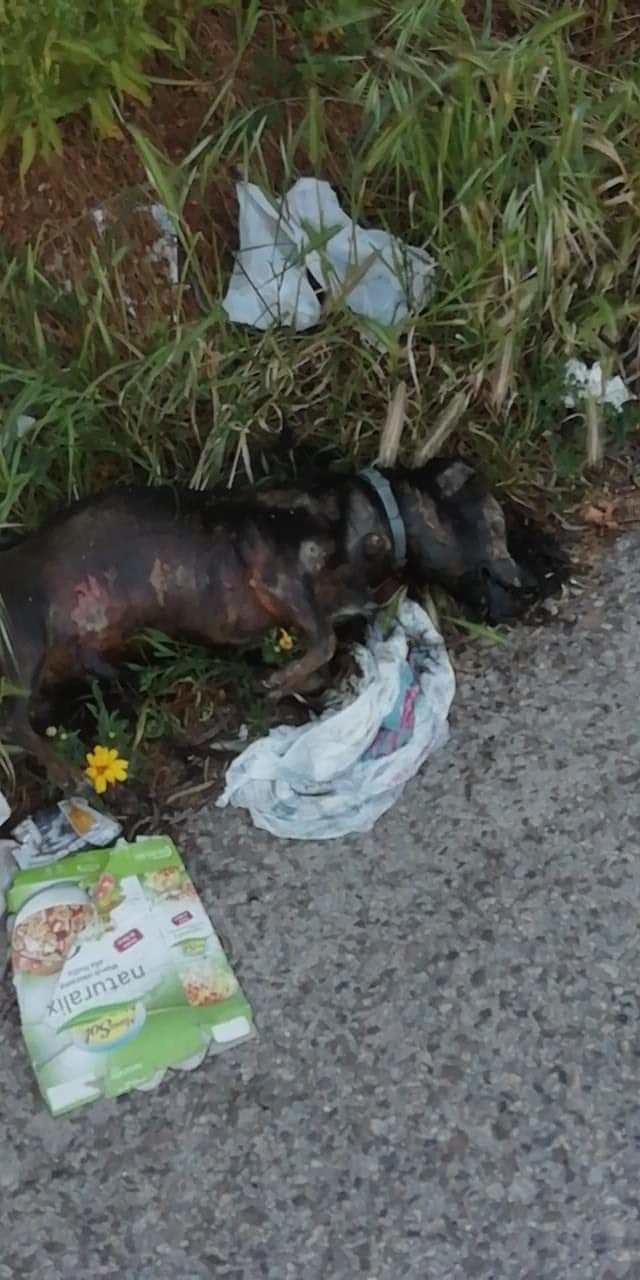 A Capoterra una cagnetta incinta trovata morta, sos degli ecologisti: “Pene più dure per chi tortura gli animali”
