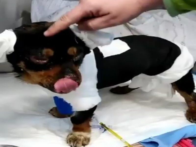 Tutti uniti per “Fuego”, il cagnolino bruciato ha bisogno di cure: “Servono soldi, chi può doni qualcosa”