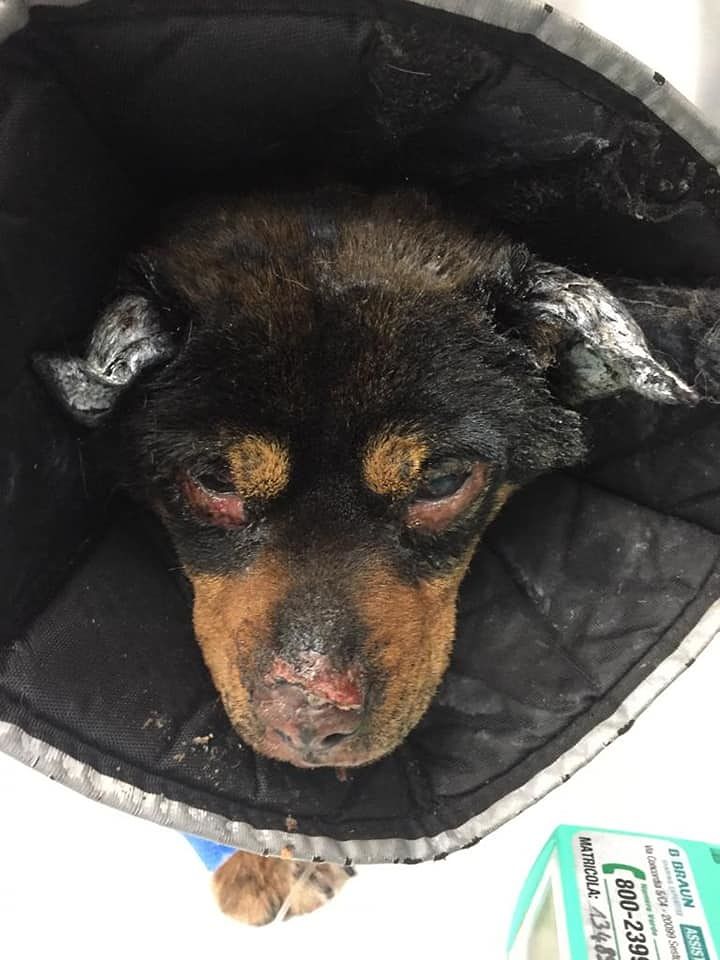 “Il cane Fuego non è ancora fuori pericolo ma le sue condizioni di salute sembrano stabili”