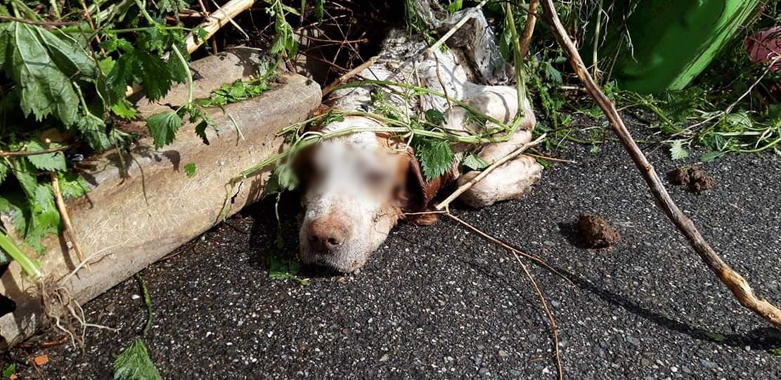 Choc nelle campagne sarde, cane morto trovato sotto una montagna di rifiuti
