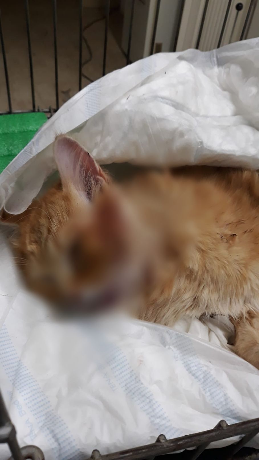 Orrore in Sardegna, gatto di otto mesi muore dopo ore di agonia: “Ucciso da un proiettile”