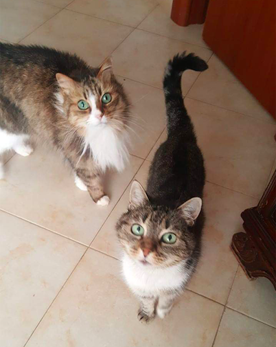 Sos animali, due bellissime gatte cercano casa: l’anziano padrone non può più accudirle