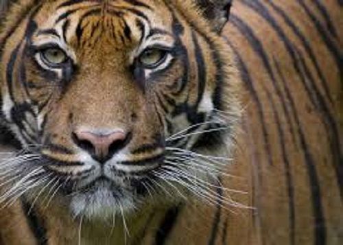 “Volevo accarezzarla”, visitatrice tocca la tigre allo zoo e viene aggredita dal felino
