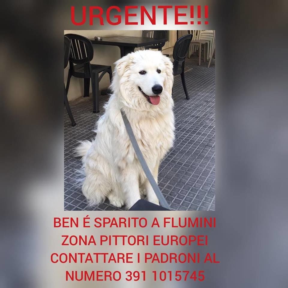 Flumini, si è perso Ben: sos dei padroni disperati per ritrovare un bellissimo maremmano