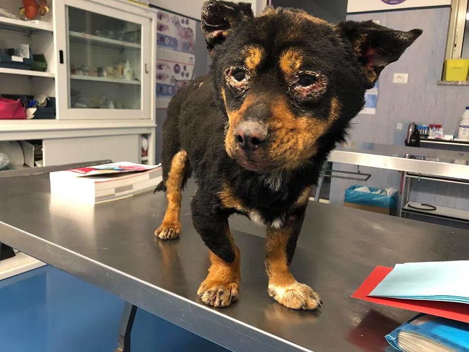 Orrore a Sassari, cagnolino seviziato con il fuoco: rischia di restare per sempre cieco