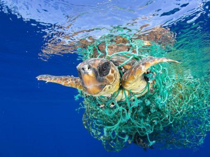 Sos plastica nei mari sardi, a Villasimius salvata e liberata una tartaruga Caretta Caretta