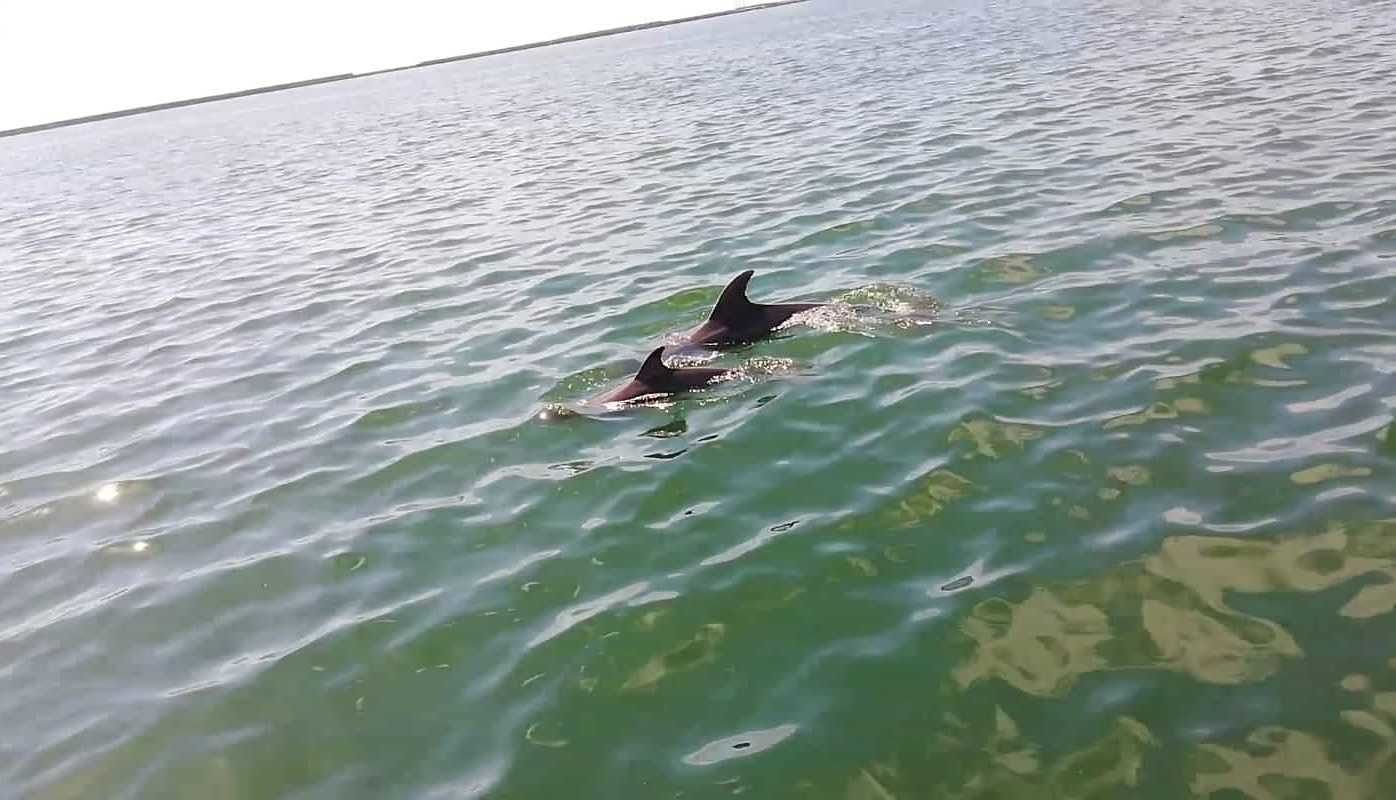 La magica danza dei delfini a Su Siccu, il video batticuore: “Ciao amori, dove state andando?”