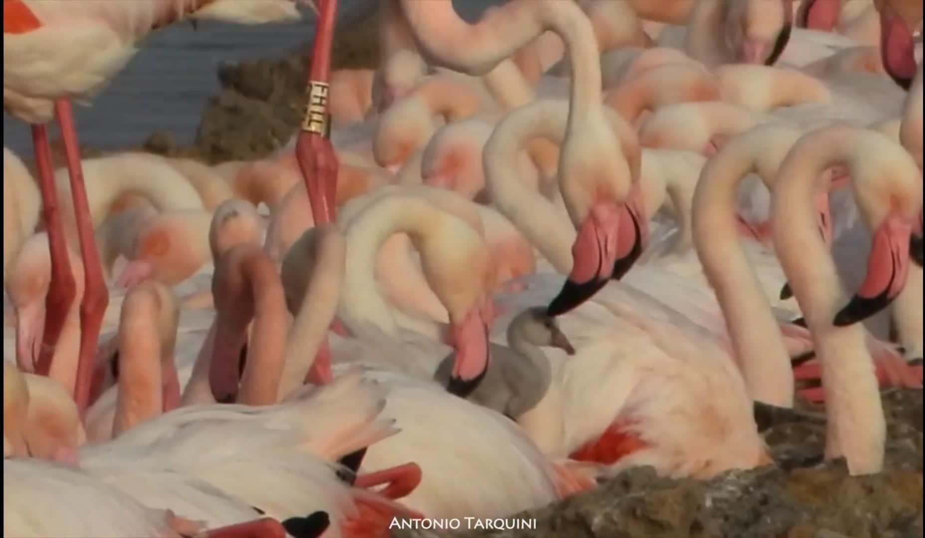 La grande bellezza della vita a Molentargius, le coccole di mamma e papà fenicottero al pullo appena nato