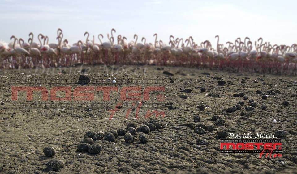 Molentargius, uova dei fenicotteri ricoperte di fango: “Disastro causato dal maltempo”