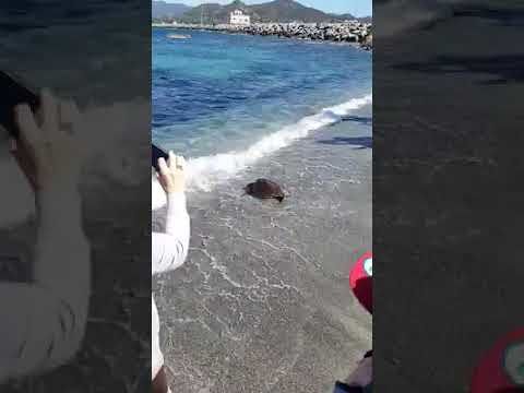 Grande festa in spiaggia a Villasimius, liberata la tartaruga Caretta caretta Alpha