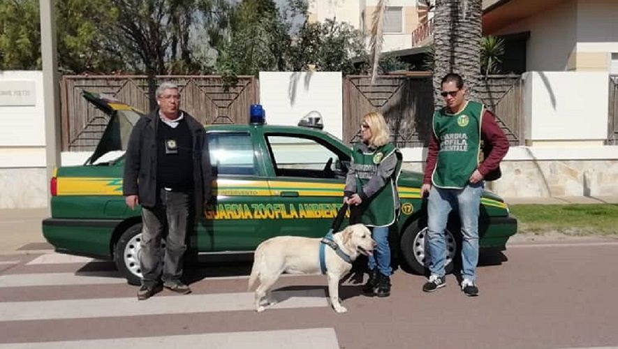 Labrador smarrito al Poetto a Cagliari, le guardie zoofile: “Cerchiamo i proprietari”