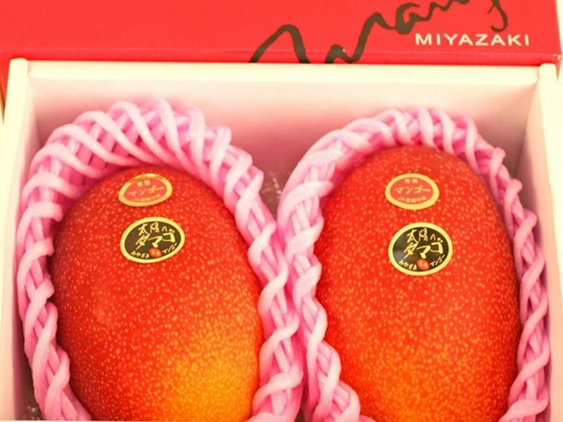 Asta record in Giappone: coppia di manghi da mezzo chilo venduta per 4 mila euro