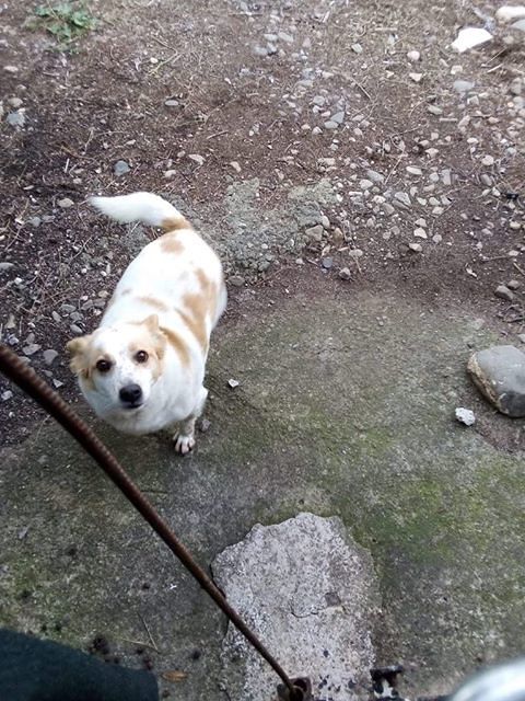 Pepe, il dolcissimo cagnolino abbandonato ben due volte dagli uomini: sos per adottarlo a Monastir