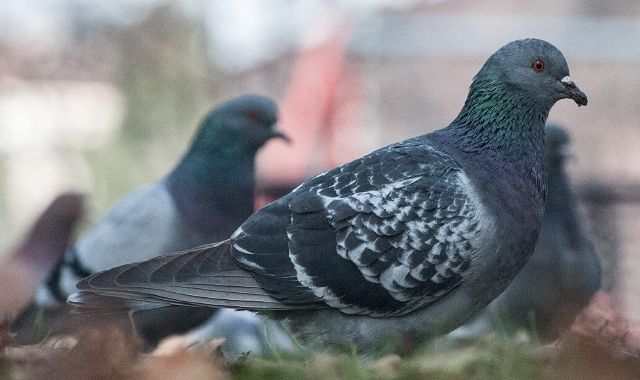 Usavano piccioni vivi come esche: 3 pescatori condannati in Cassazione