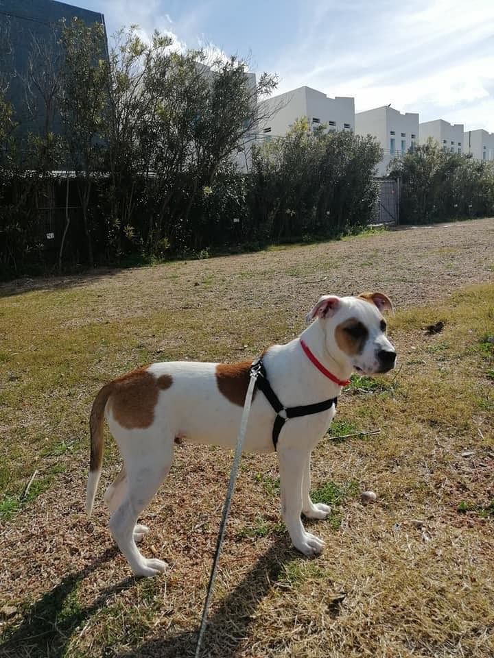 Monserrato, sos per un pitbull scomparso: “Offro duecento euro a chi lo ritrova”