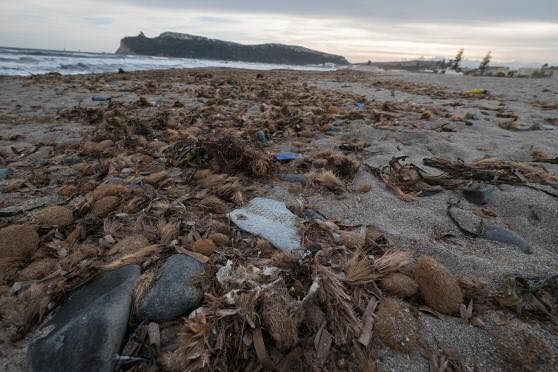 Poetto invaso dai rifiuti dopo la mareggiata, Truzzu: “Ripuliamolo tutti insieme”