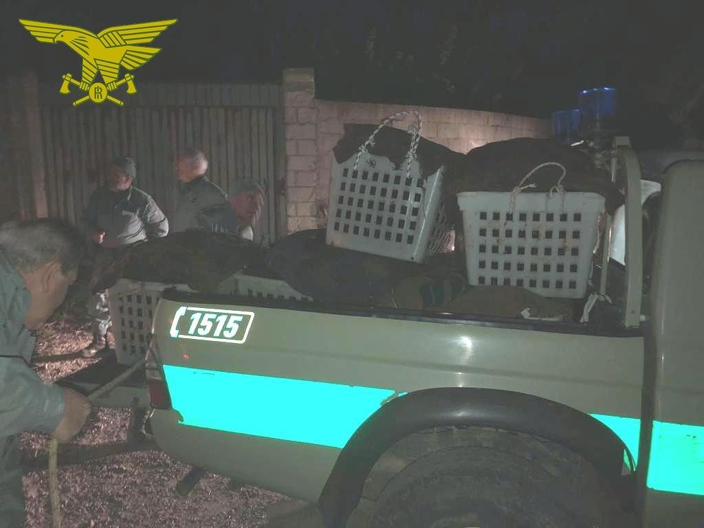 Pesca proibita di ricci a Oristano: maxi sequestro e 4 mila euro di multa a 2 pescatori