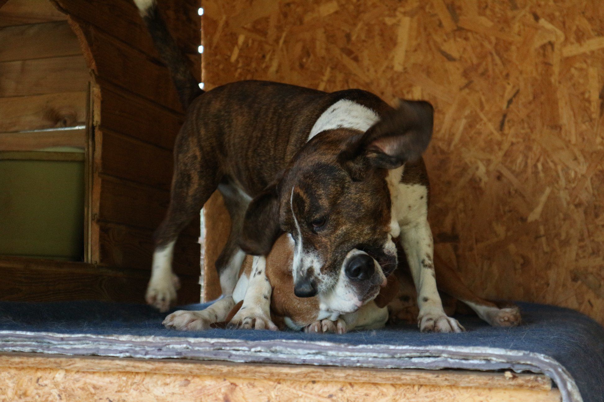 Gonnos, il vento distrugge il rifugio degli animali: “Cani terrorizzati, tetti divelti, aiutateci!”