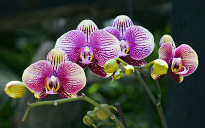 A Marceddì nasce “Il giardino delle orchidee”