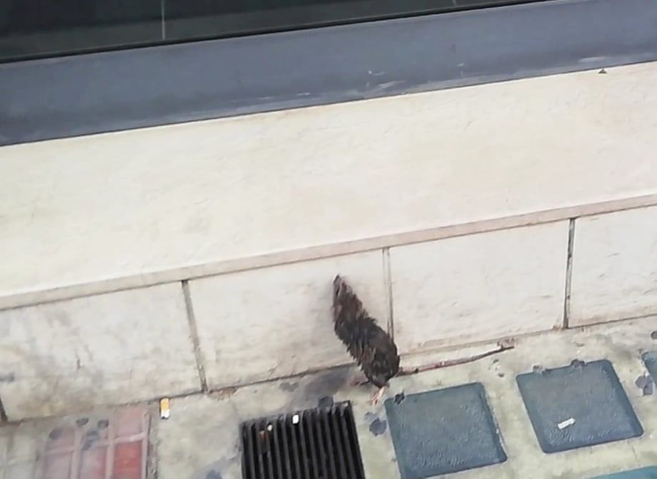 Topo a spasso per Cagliari, un roditore zampetta sul marciapiede senza cassonetti di via Petrarca