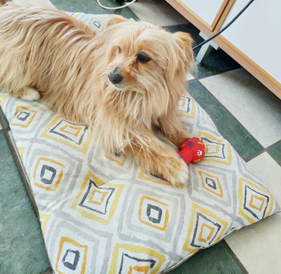 Trucido è stato ritrovato dopo dieci giorni: la gioia dei padroni del cagnetto di Siliqua