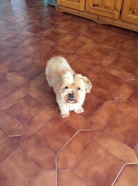 Quartu, smarrito un cagnolino al Margine Rosso: “Aiutateci a trovarlo”